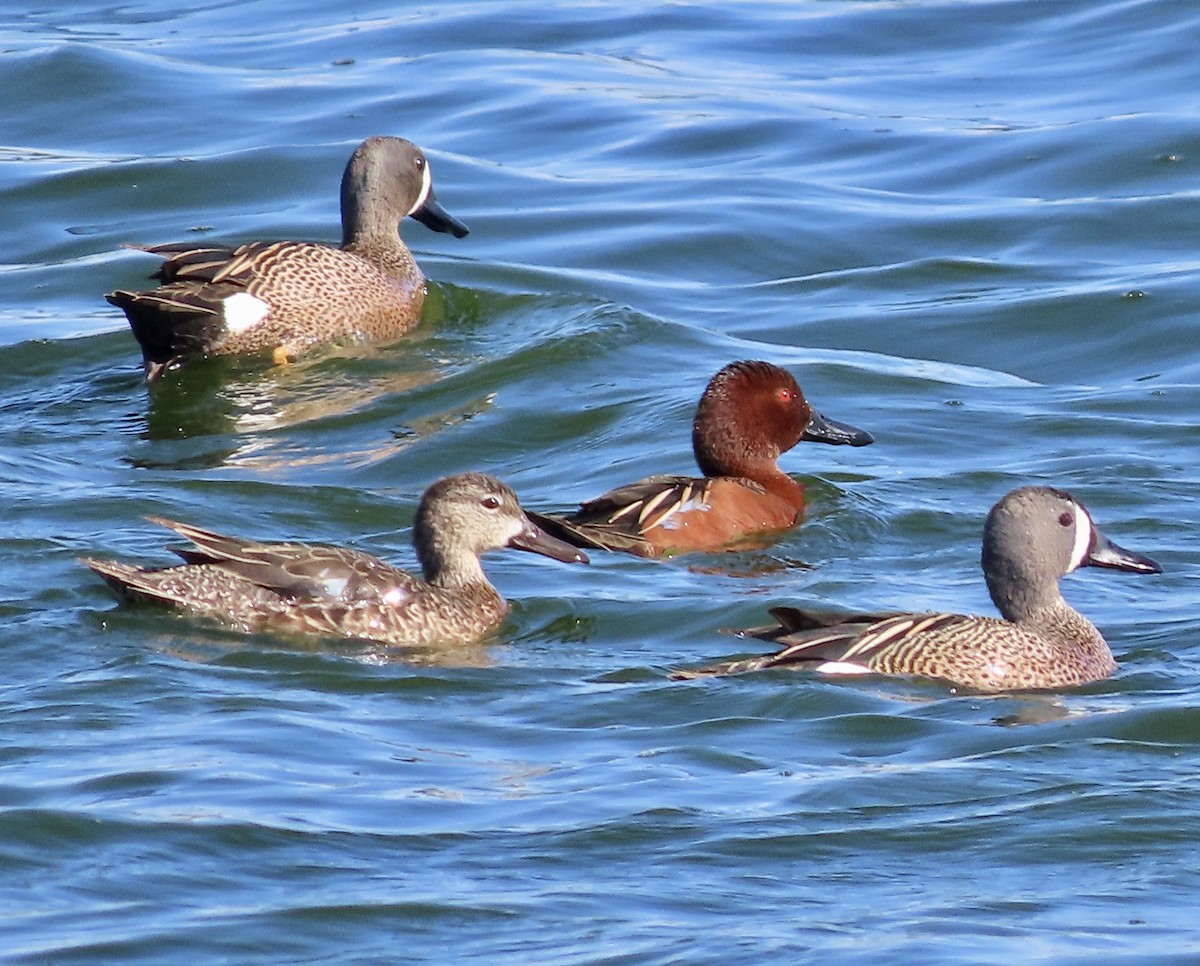 Blue-winged Teal - ML616967647