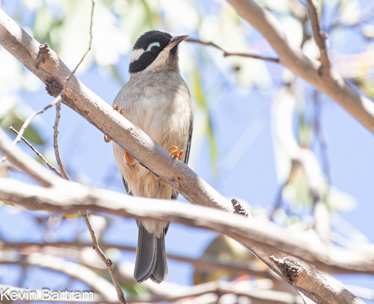 Black-chinned Honeyeater (Black-chinned) - ML616967649