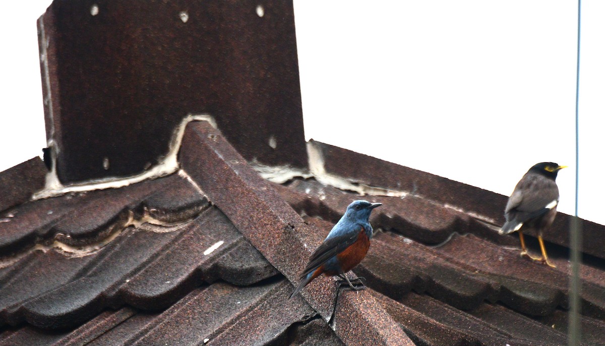 Blue Rock-Thrush - ML616967650