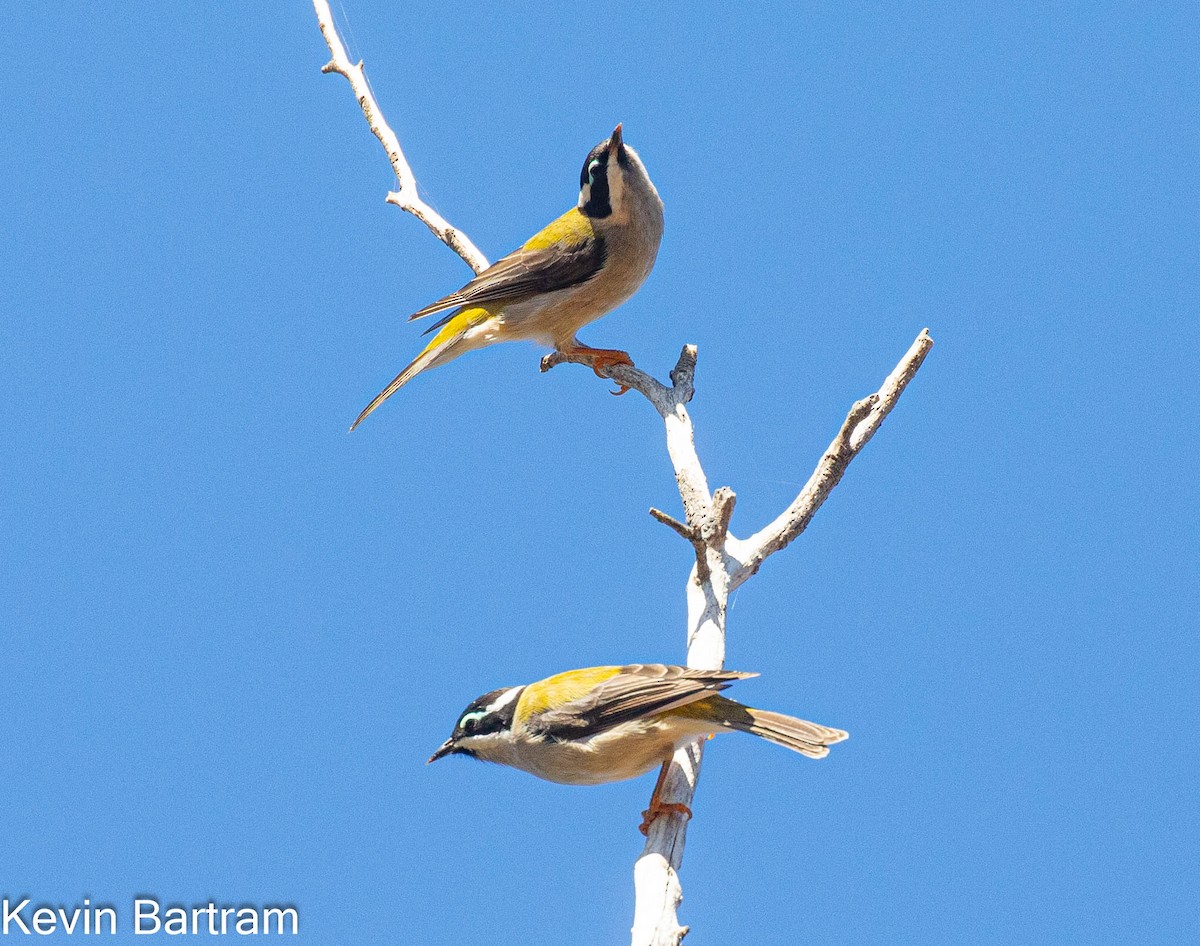 Black-chinned Honeyeater (Black-chinned) - ML616967676