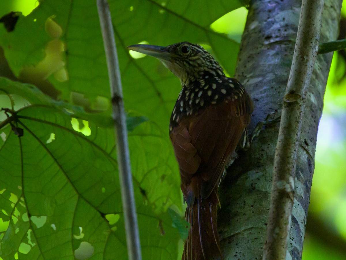 Black-striped Woodcreeper - Alejandro Vidal