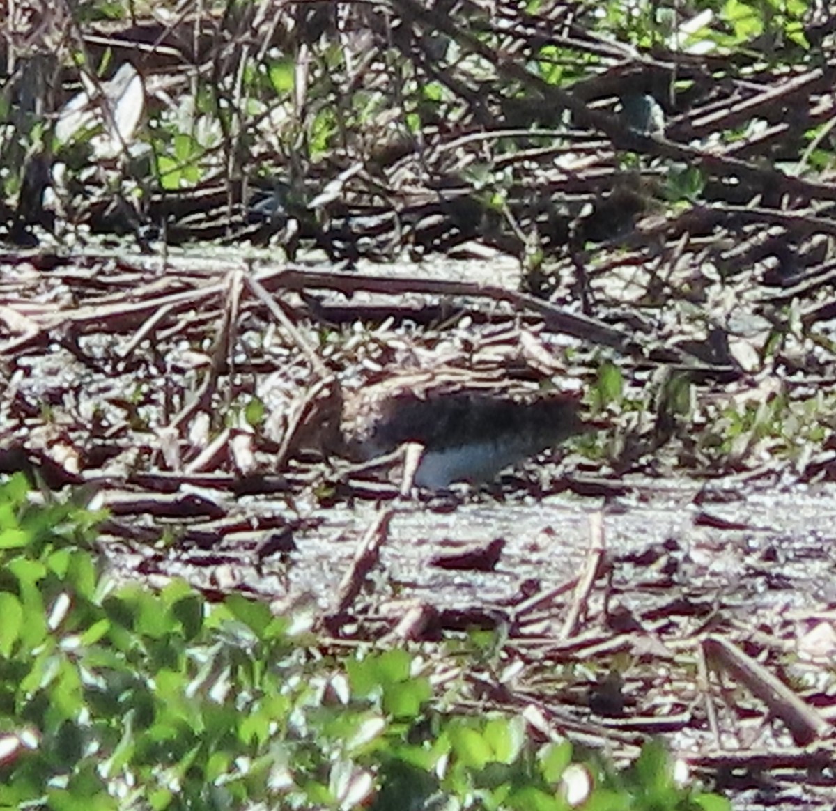 Wilson's Snipe - ML616967704