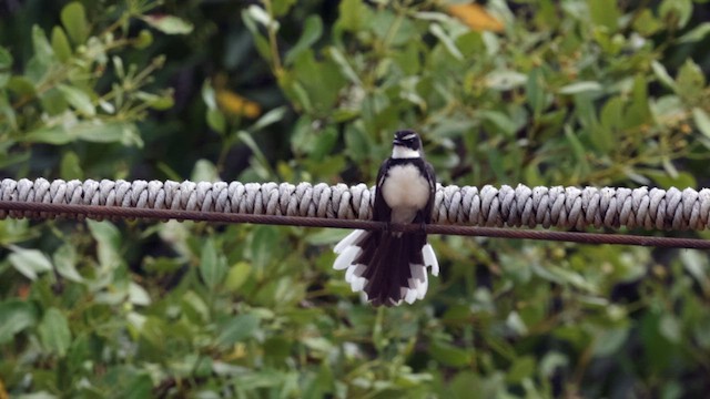 Philippine Pied-Fantail - ML616967706