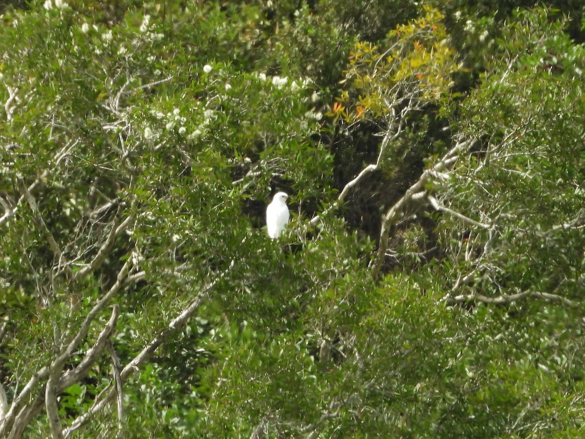 Gray Goshawk - ML616967756