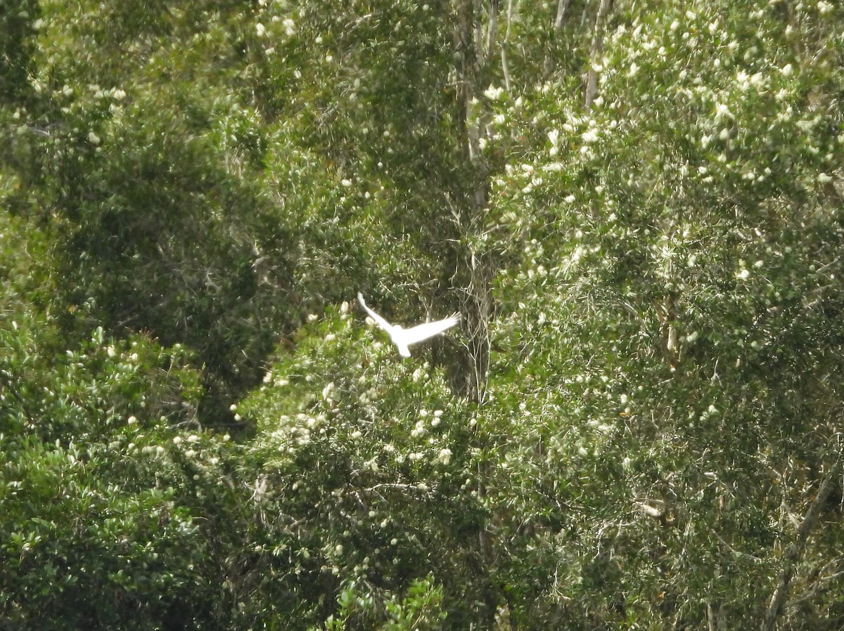 Gray Goshawk - ML616967757