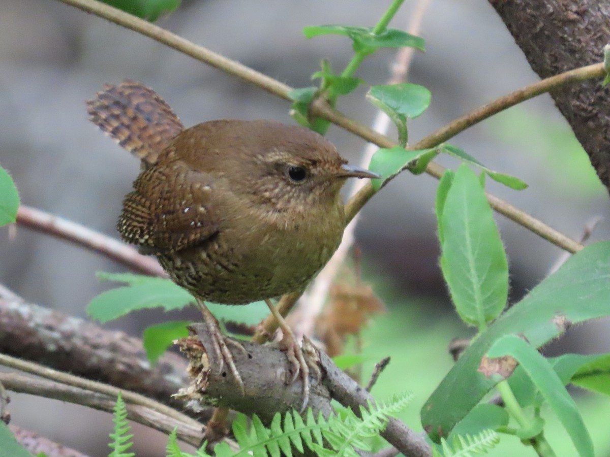 Pacific Wren (pacificus Group) - ML616967760