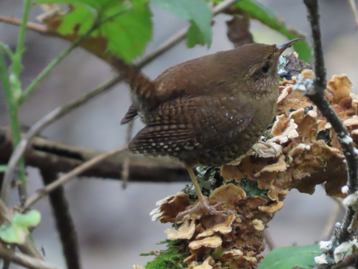 Pacific Wren (pacificus Group) - ML616967762