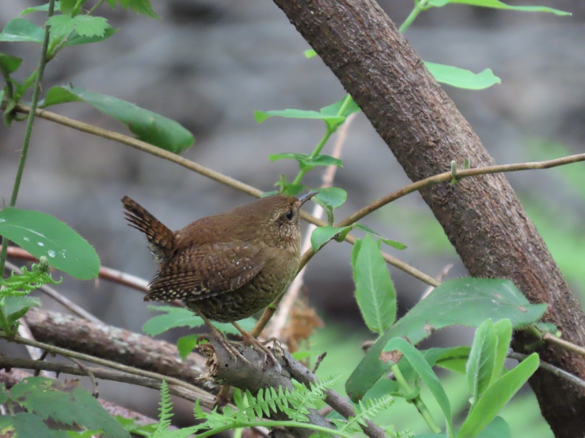 Pacific Wren (pacificus Group) - Martha Pallin