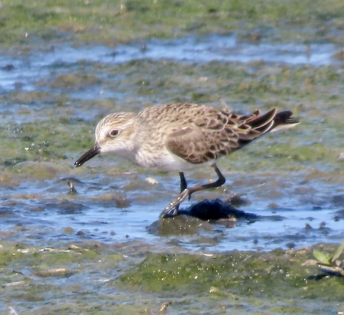 Semipalmated Sandpiper - ML616967787