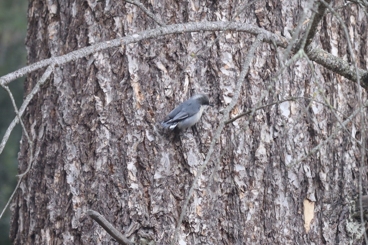 Pygmy Nuthatch - ML616967792