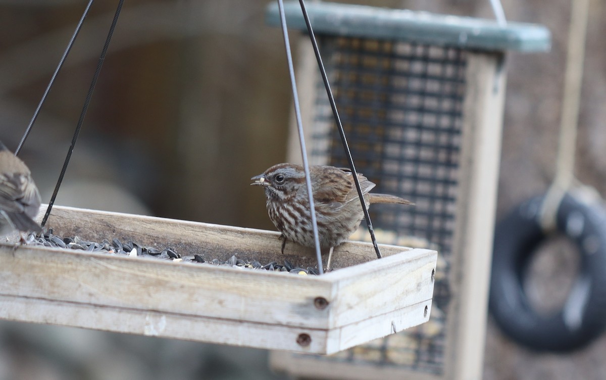 Song Sparrow - ML616967798