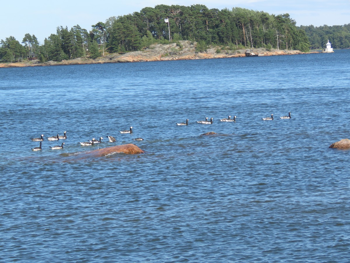 Barnacle Goose - ML616967801