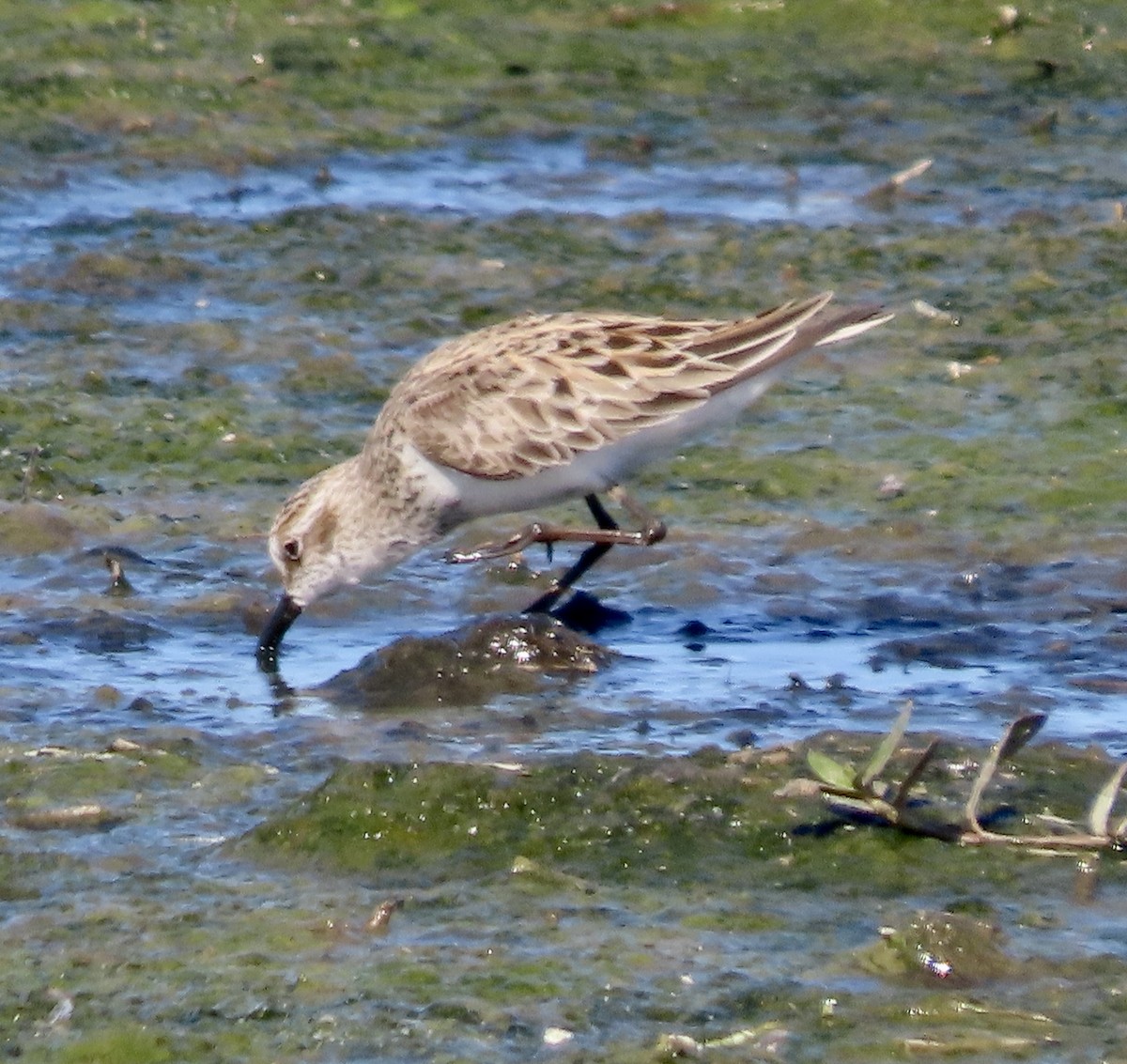 Semipalmated Sandpiper - ML616967805