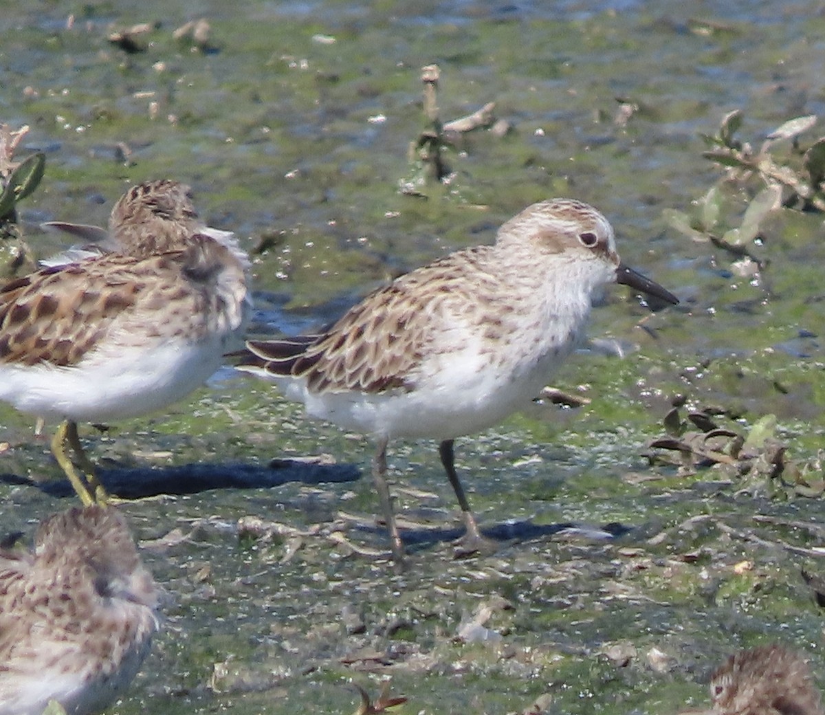 Semipalmated Sandpiper - ML616967807