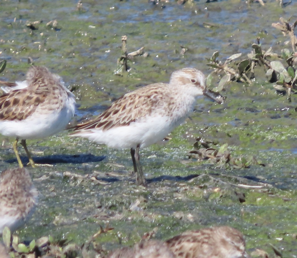 Semipalmated Sandpiper - ML616967808