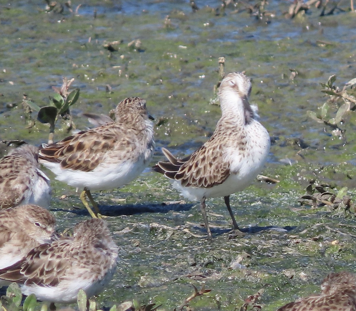 Sandstrandläufer - ML616967810