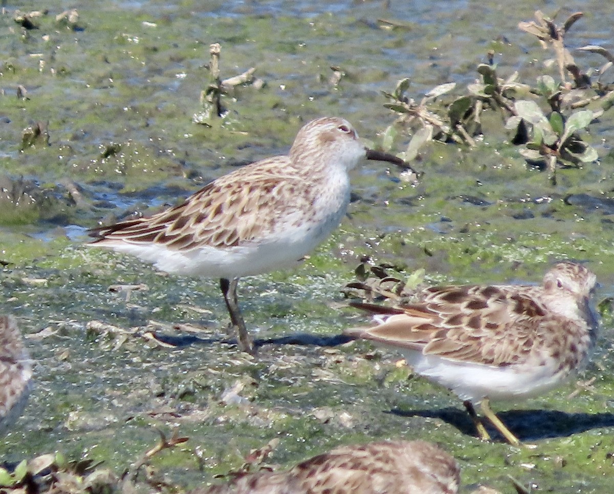 Semipalmated Sandpiper - ML616967811