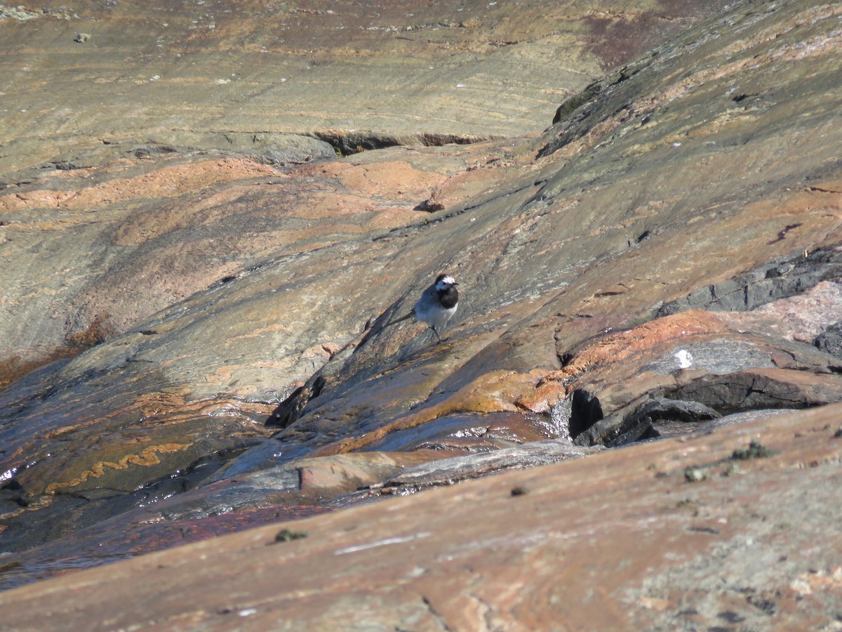 White Wagtail - ML616967815