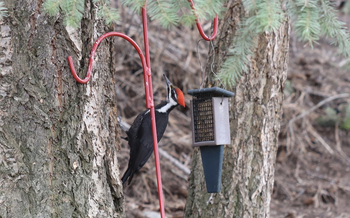 Pileated Woodpecker - Sue Elwell