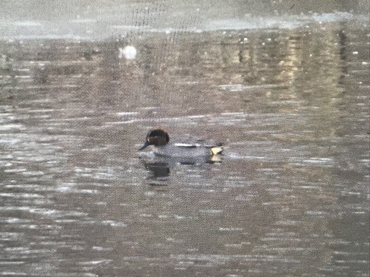 Green-winged Teal (Eurasian) - Jason Horn