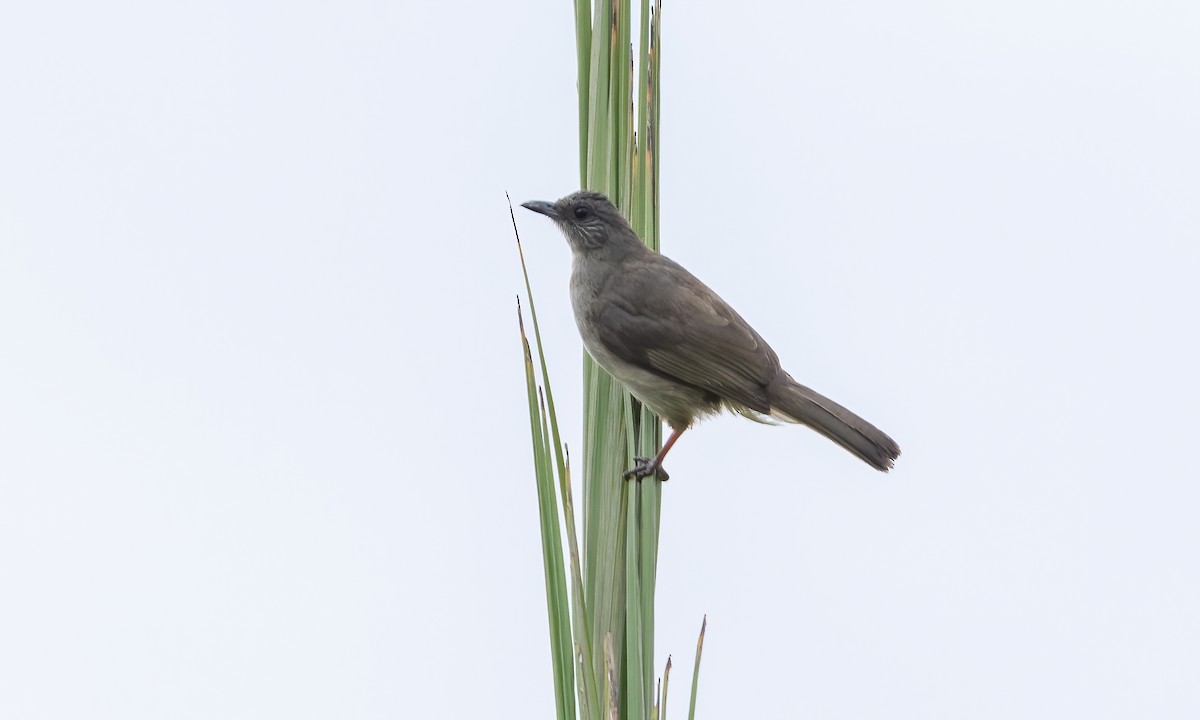 Ashy-fronted Bulbul - Paul Fenwick