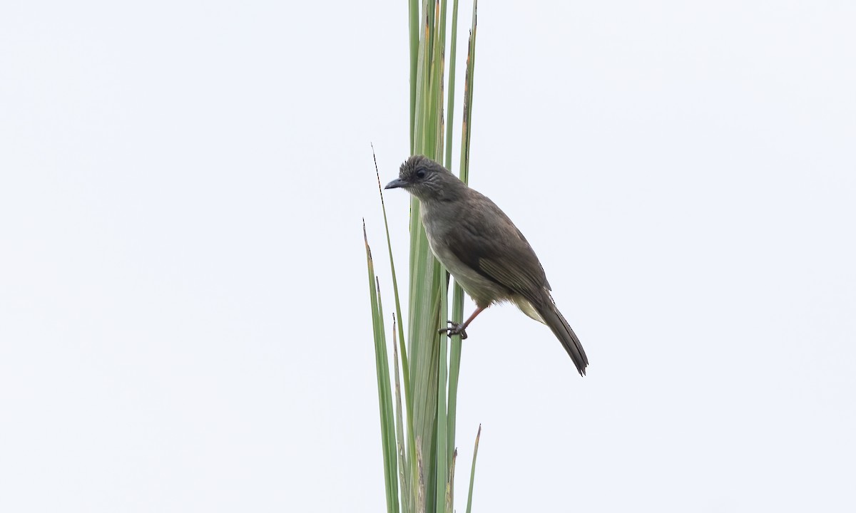 Ashy-fronted Bulbul - ML616967842