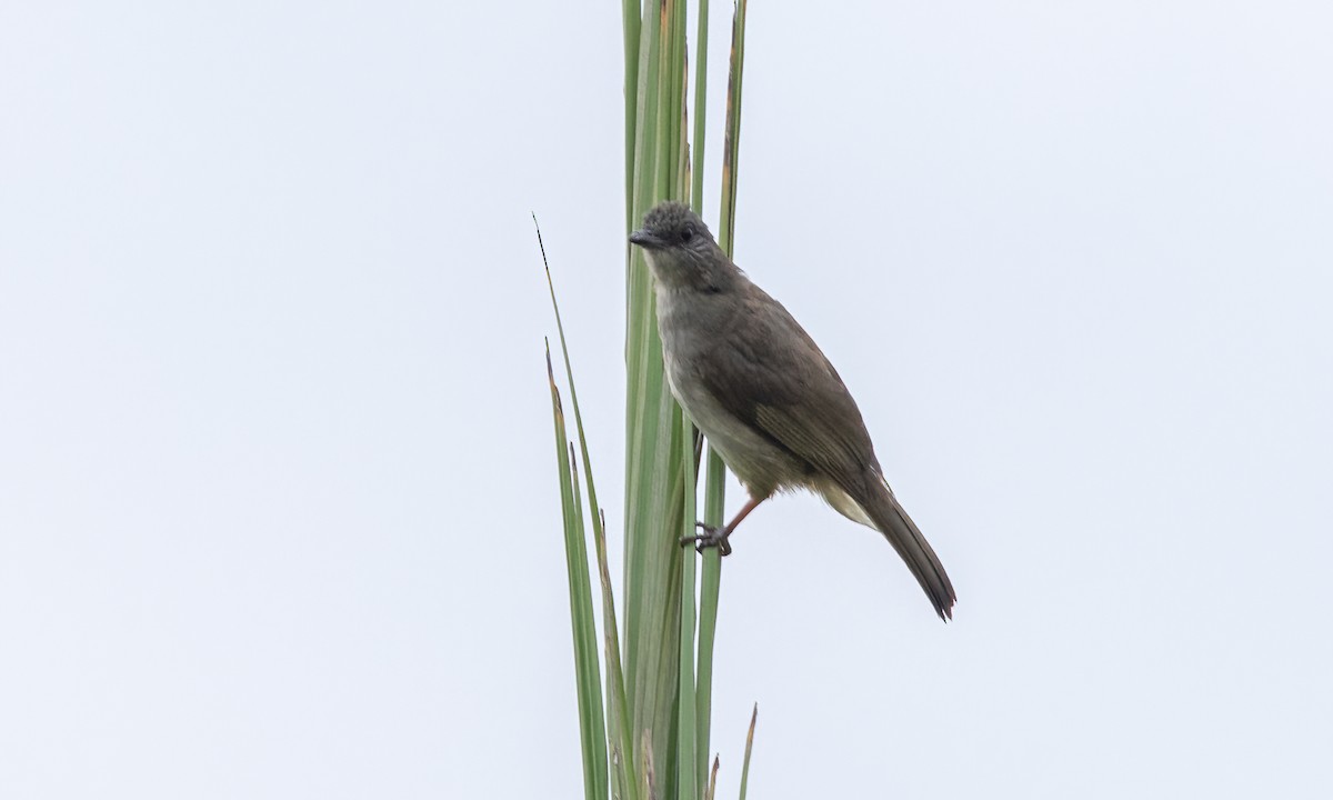 Ashy-fronted Bulbul - ML616967843