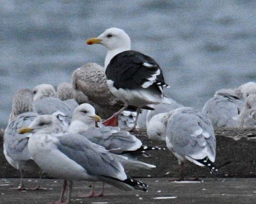 Great Black-backed Gull - Ryan LaRuffa