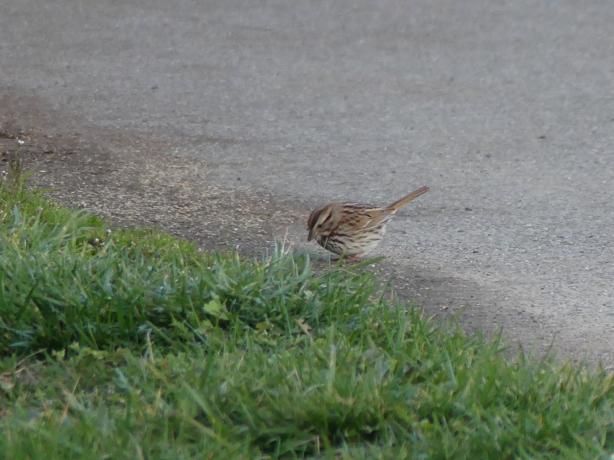 Song Sparrow - ML616967872