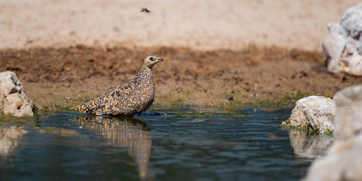 Burchell's Sandgrouse - ML616967878