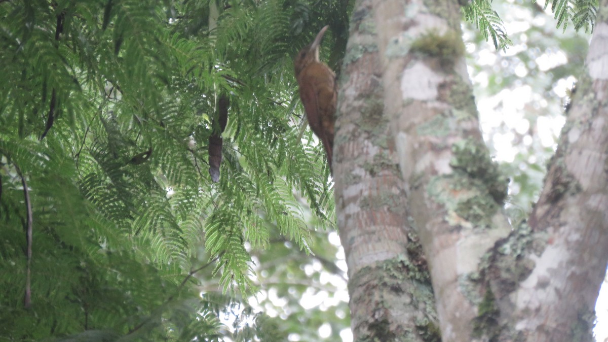 Great Rufous Woodcreeper - Romer Salvador Miserendino Salazar