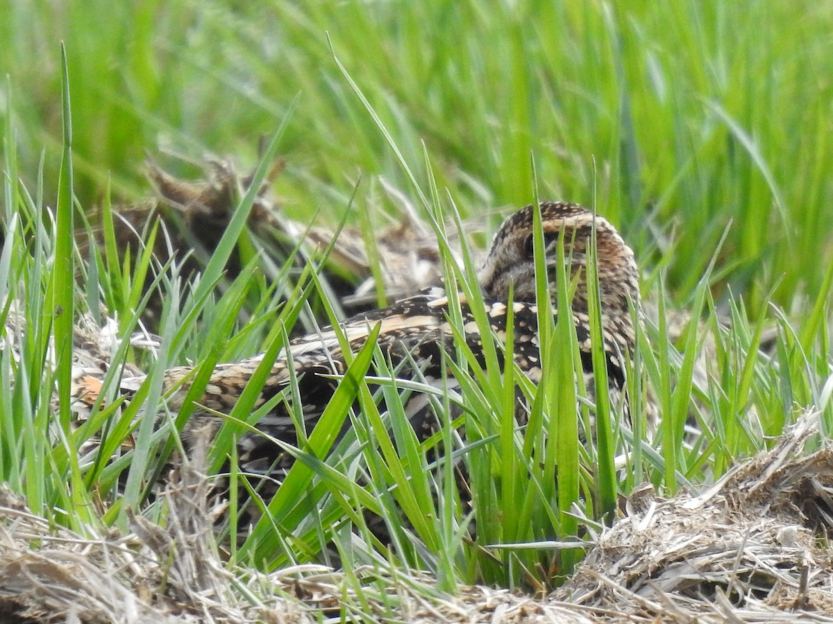 Wilson's Snipe - ML616967950