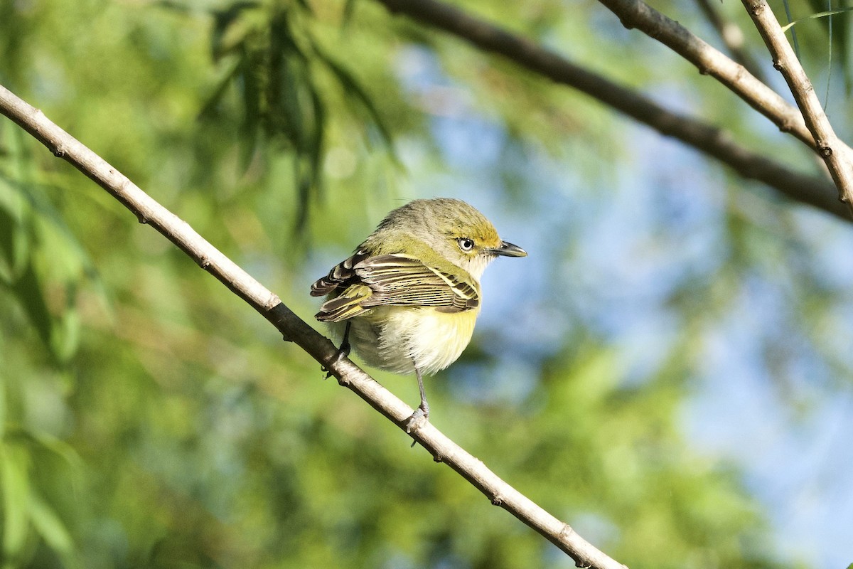 Vireo Ojiblanco - ML616968020