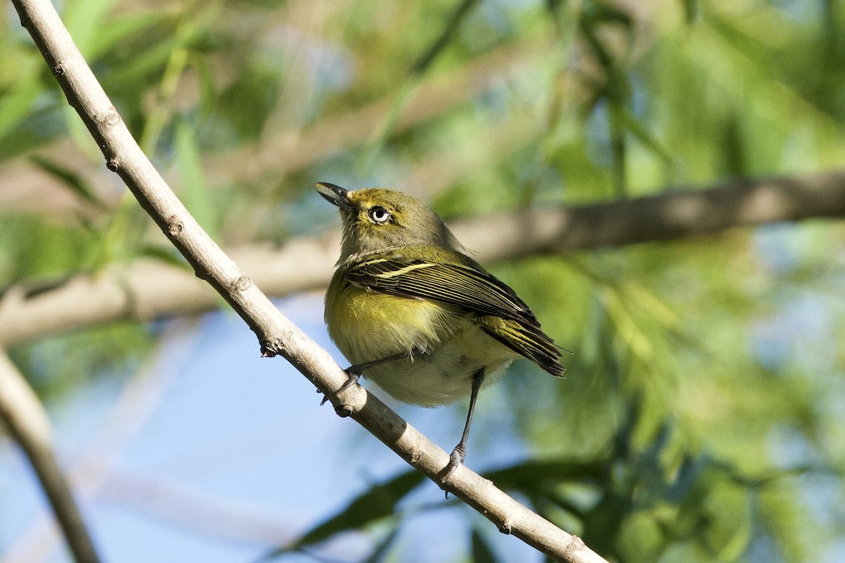 hvitøyevireo - ML616968038