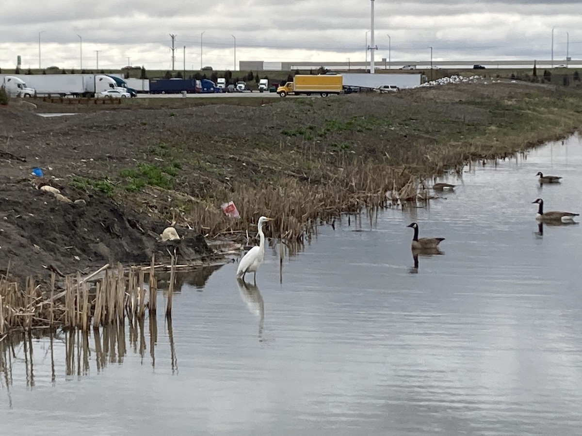 Great Egret - ML616968039