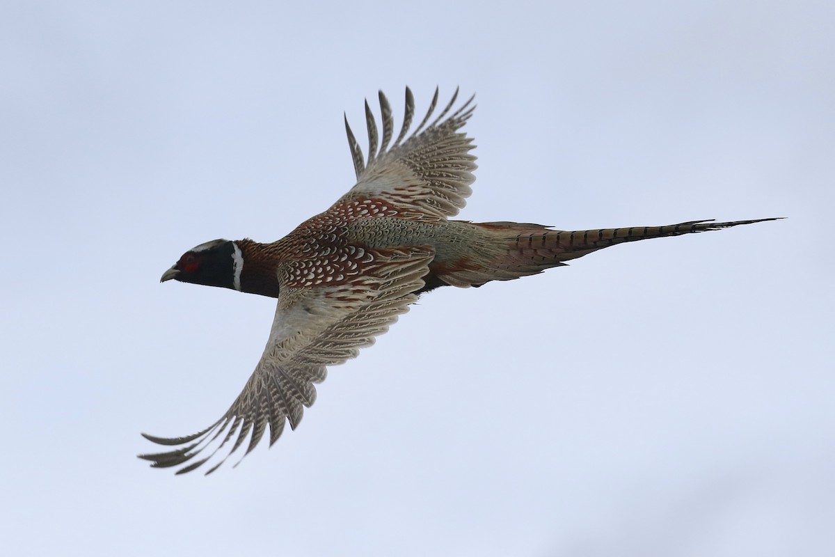 Ring-necked Pheasant - ML616968069