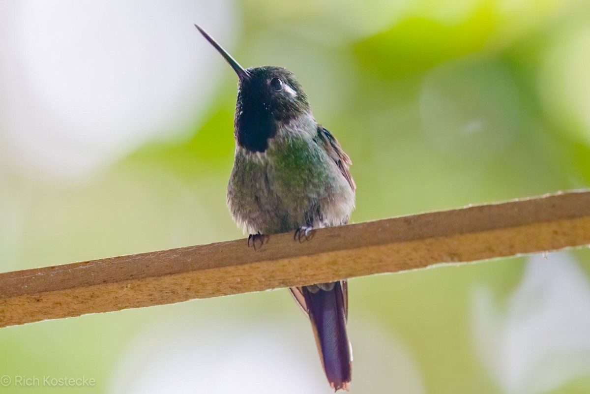 kolibřík skvrnoocasý - ML616968105