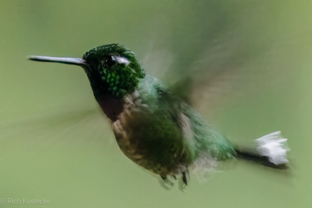 Purple-bibbed Whitetip - Rich Kostecke