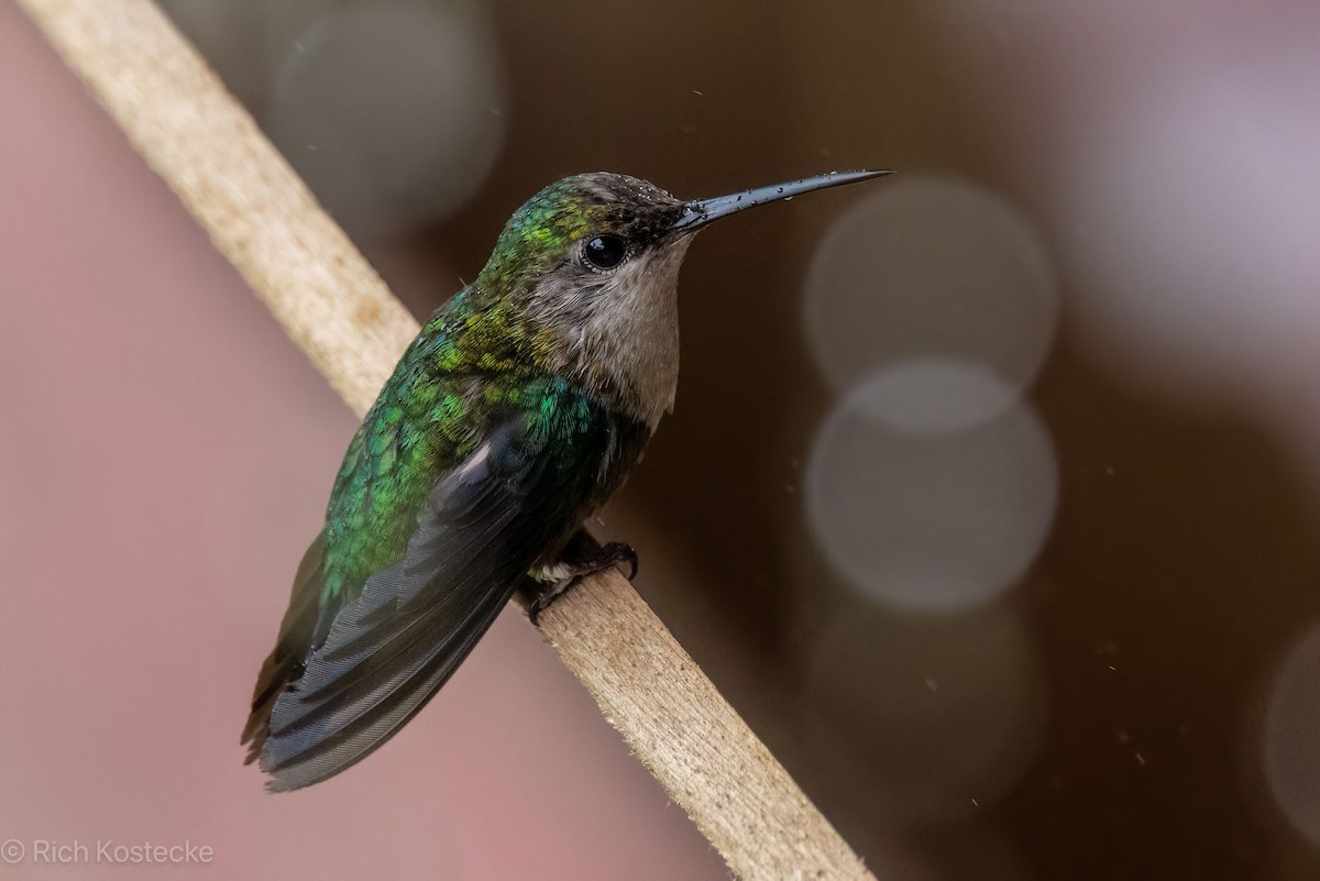 kolibřík vidloocasý - ML616968112
