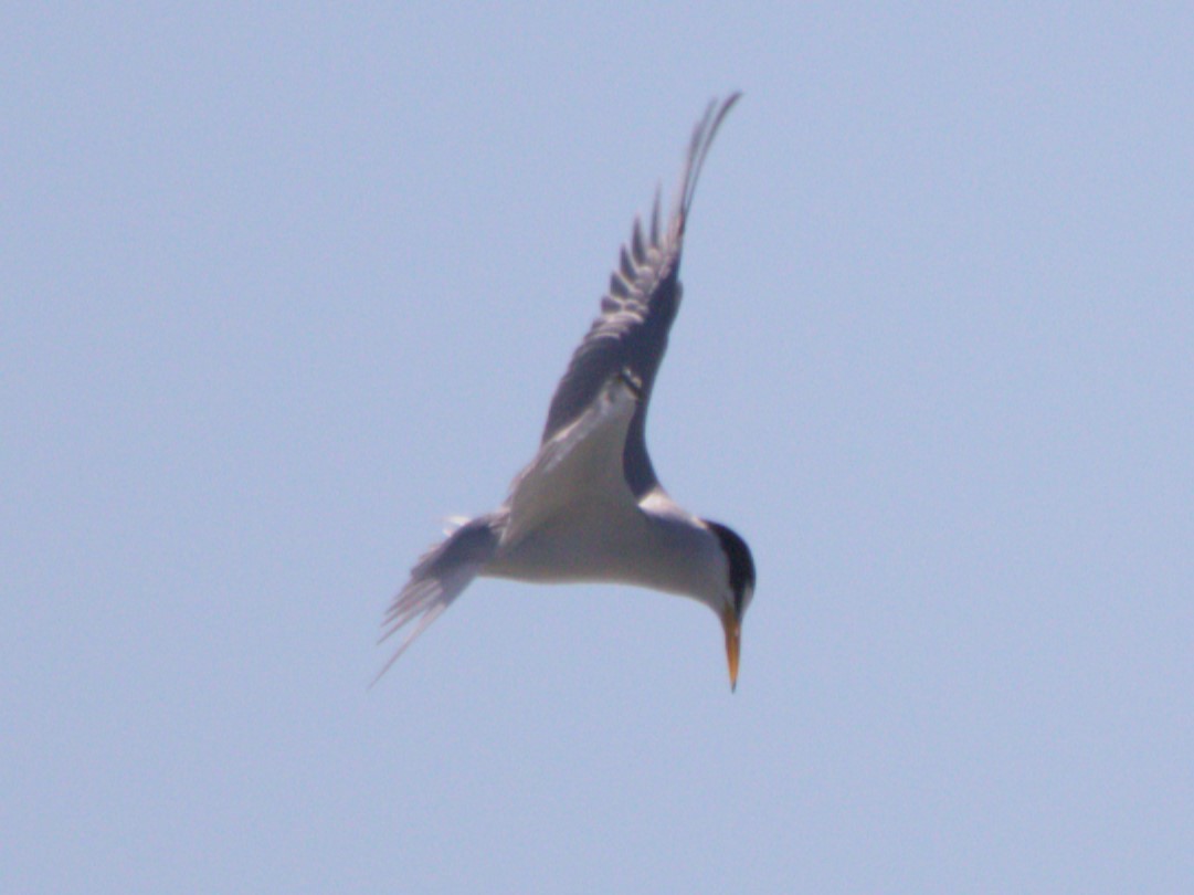 Least Tern - ML616968130