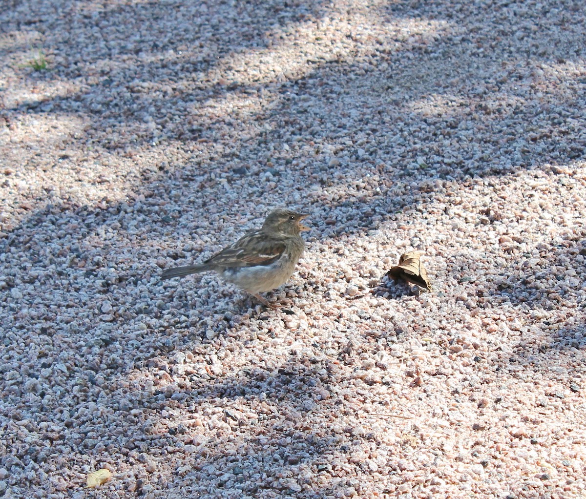 House Sparrow - ML616968134