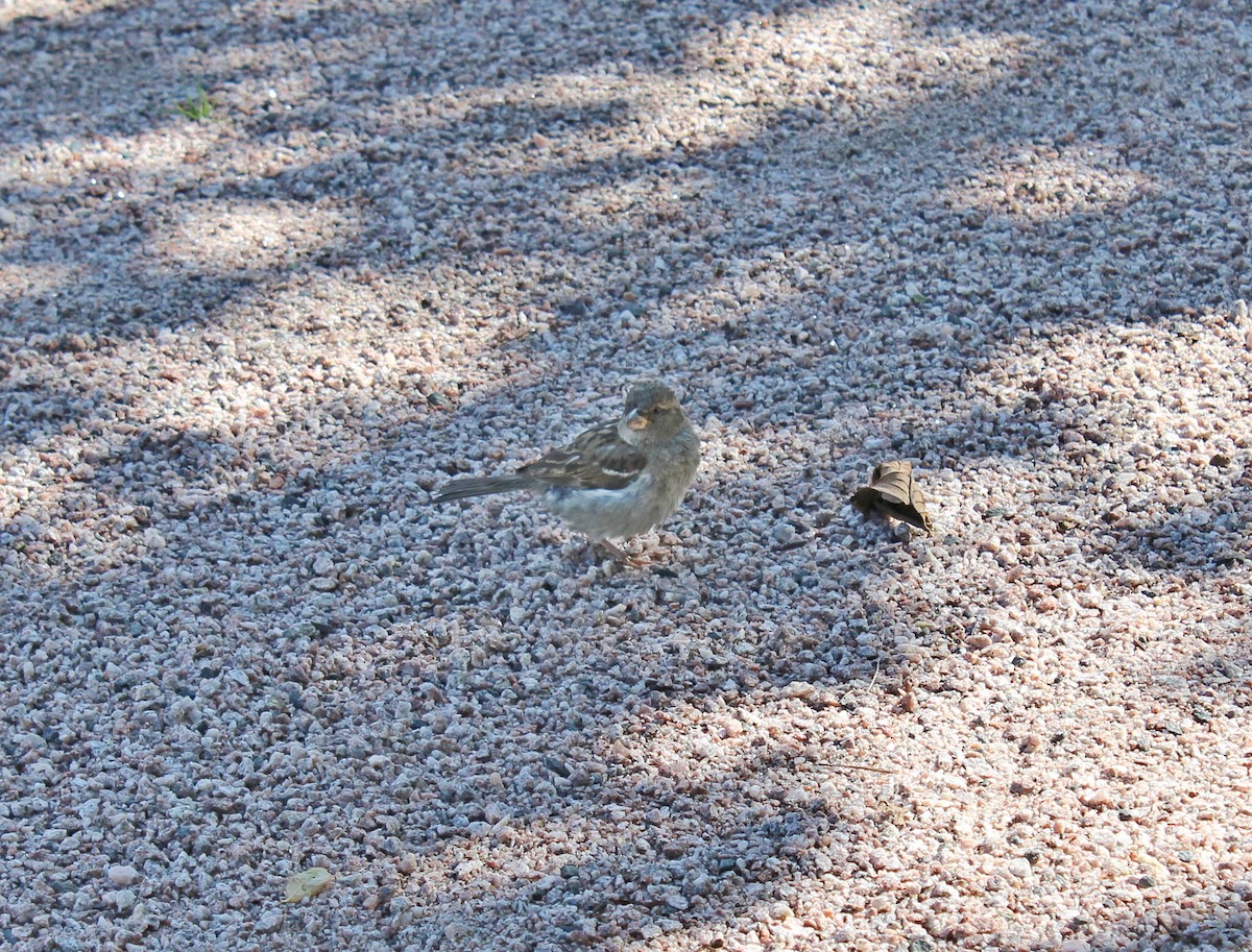 House Sparrow - ML616968136