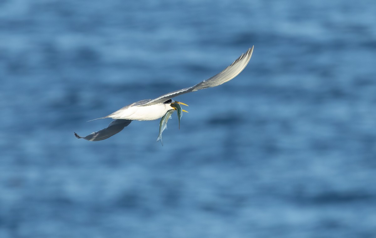 Great Crested Tern - ML616968148