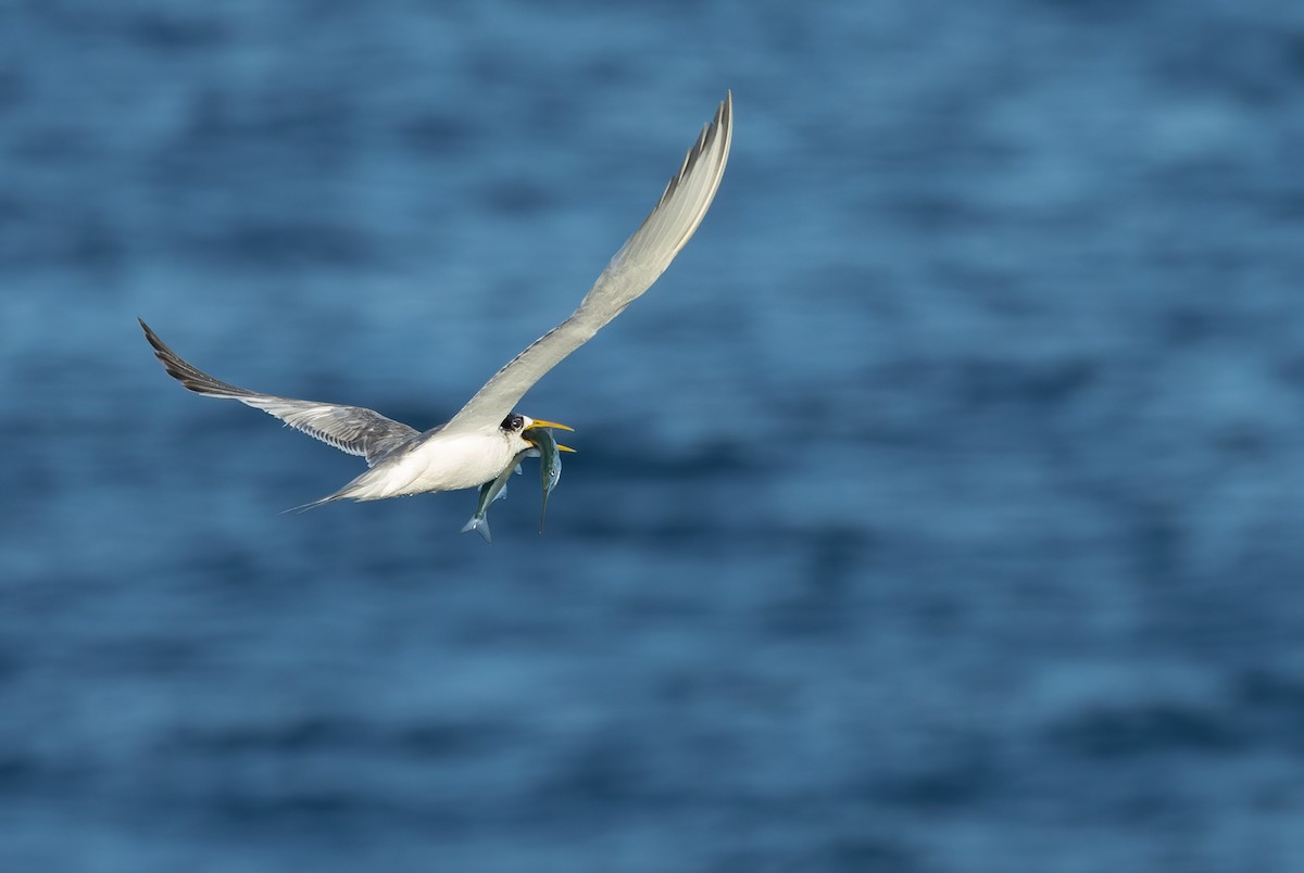 Great Crested Tern - ML616968149