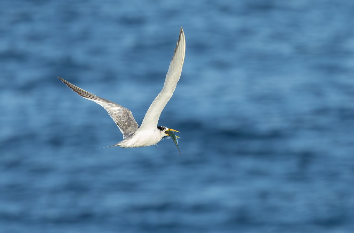 Great Crested Tern - ML616968150