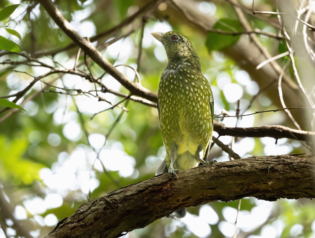 Green Catbird - ML616968172