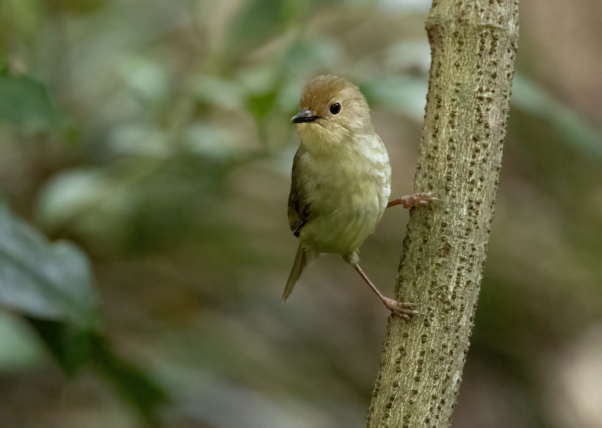 Large-billed Scrubwren - ML616968197