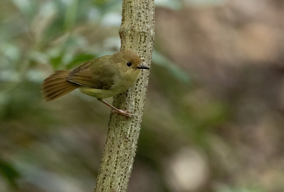 Large-billed Scrubwren - ML616968198