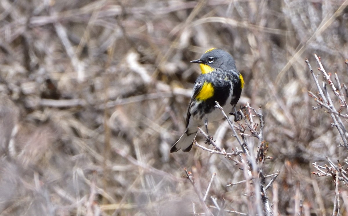 Yellow-rumped Warbler (Audubon's) - Don Weber