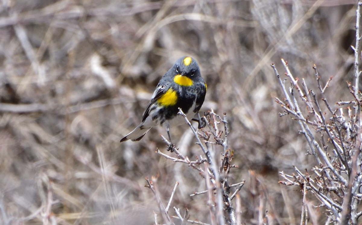 Yellow-rumped Warbler (Audubon's) - Don Weber